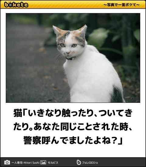 【猫限定】猫は何を考えているか【疑問】