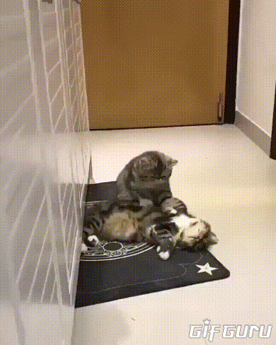 【猫限定】猫は何を考えているか【疑問】