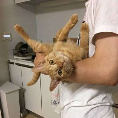 【猫限定】猫は何を考えているか【疑問】