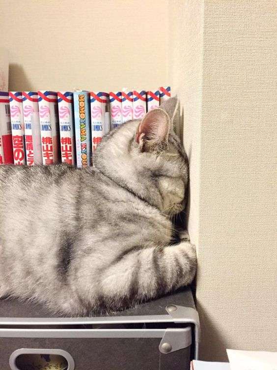 【猫限定】猫は何を考えているか【疑問】