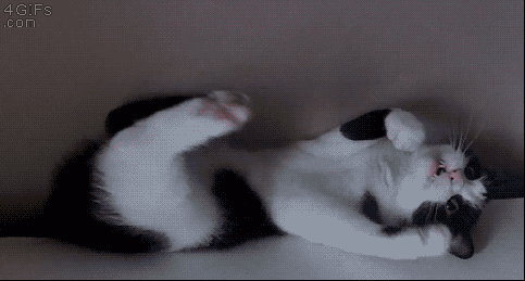 【猫限定】猫は何を考えているか【疑問】