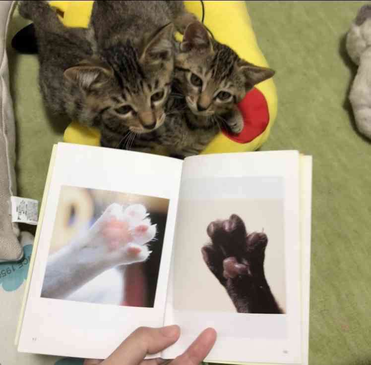 【猫限定】猫は何を考えているか【疑問】
