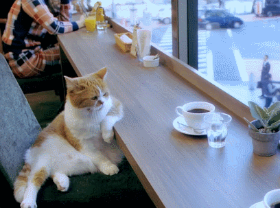 【猫限定】猫は何を考えているか【疑問】