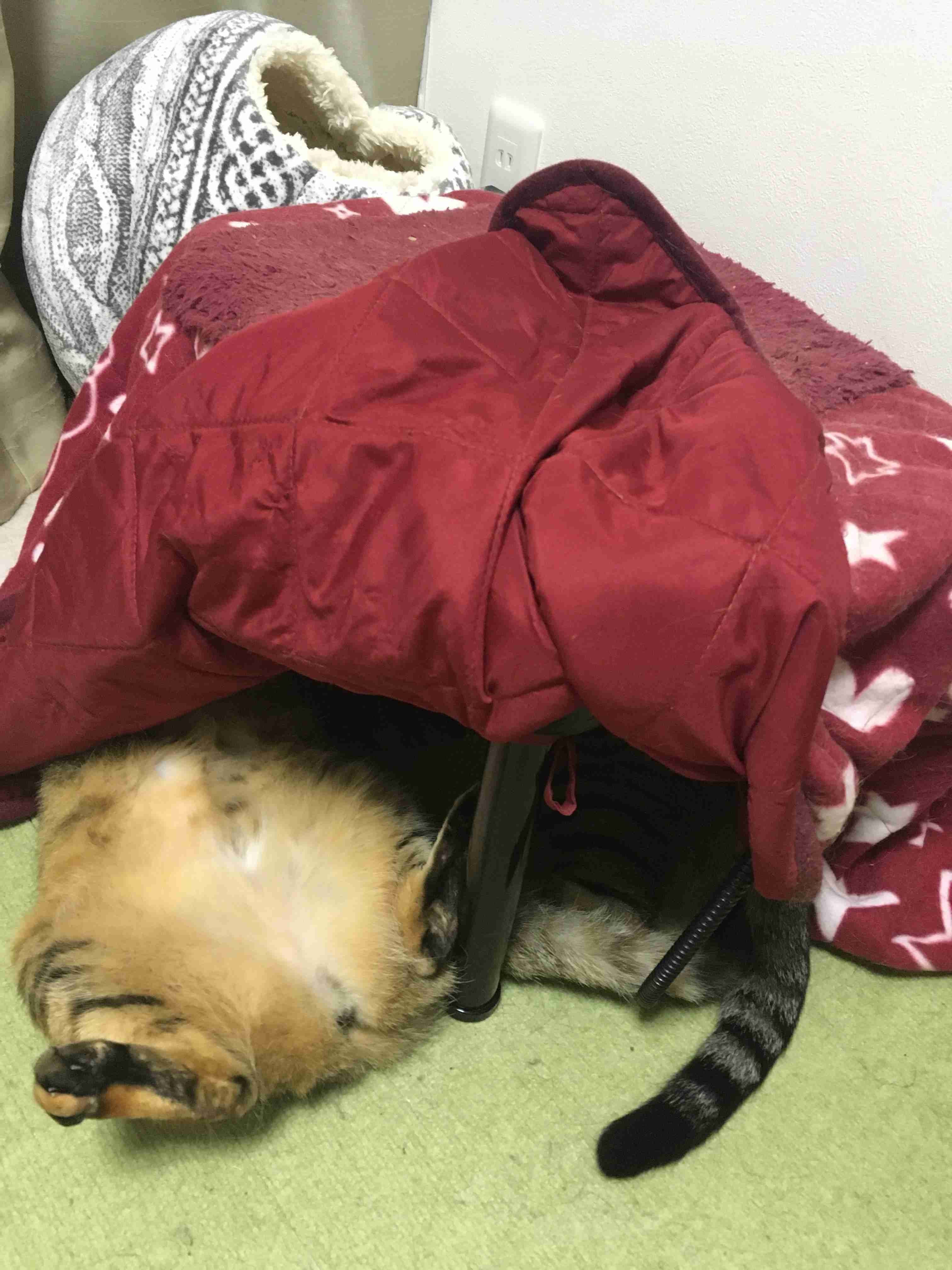 【猫限定】猫は何を考えているか【疑問】