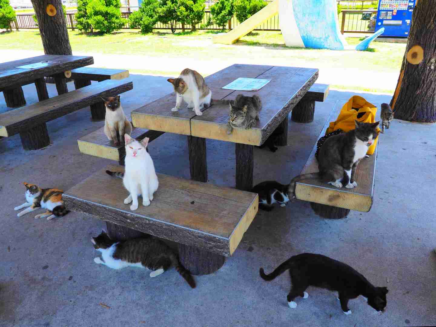 【猫限定】猫は何を考えているか【疑問】
