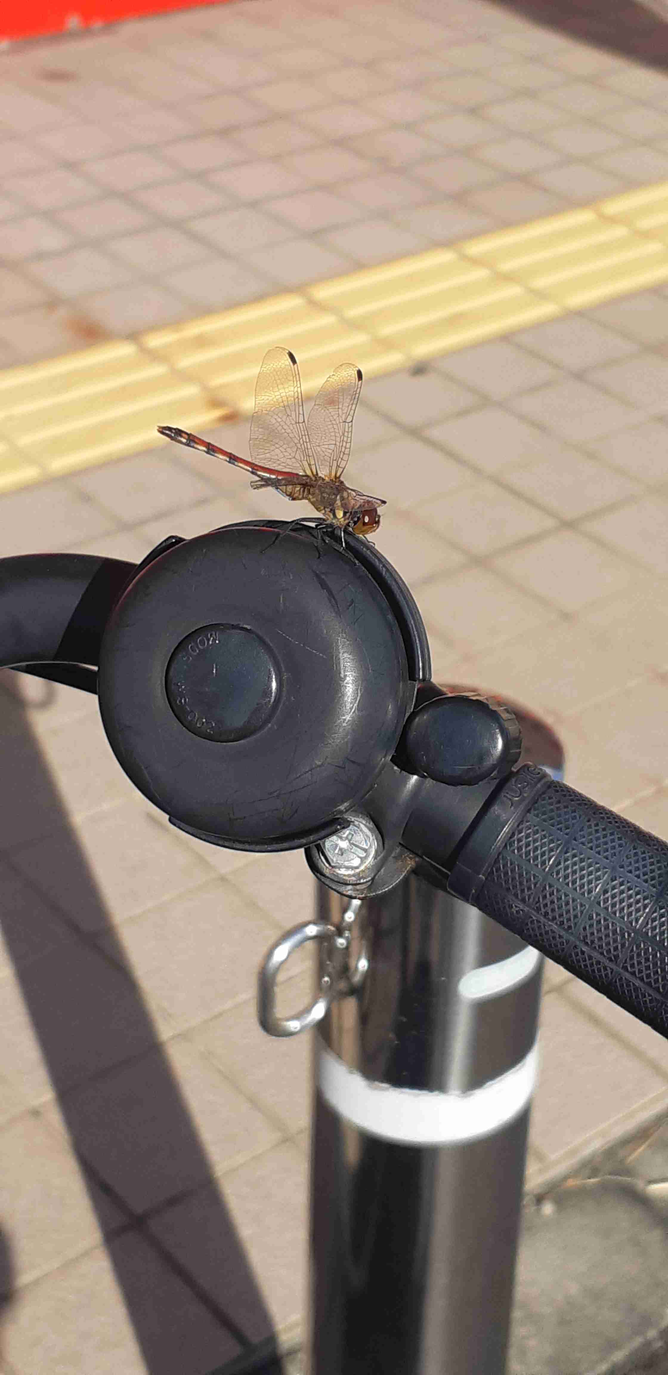 とにかく何かをコメントすれば、明日良いことが起きるトピ