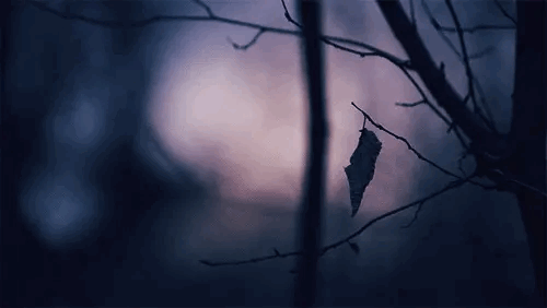 秋～冬のシネマグラフで癒される夜長