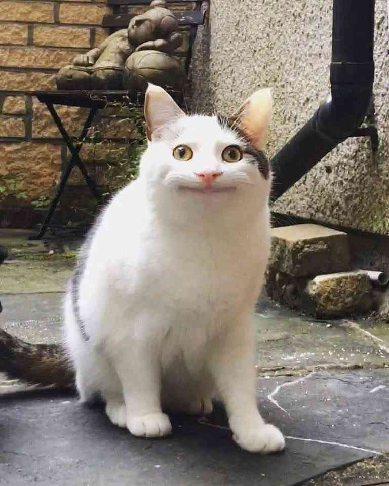 「何とも言えない表情」な画像を貼っていくトピ