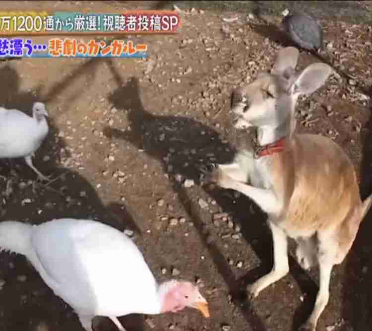 「何とも言えない表情」な画像を貼っていくトピ