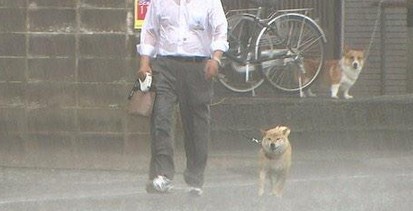 【元の犬種を知らない】雑種飼ってる人〜!【犬】