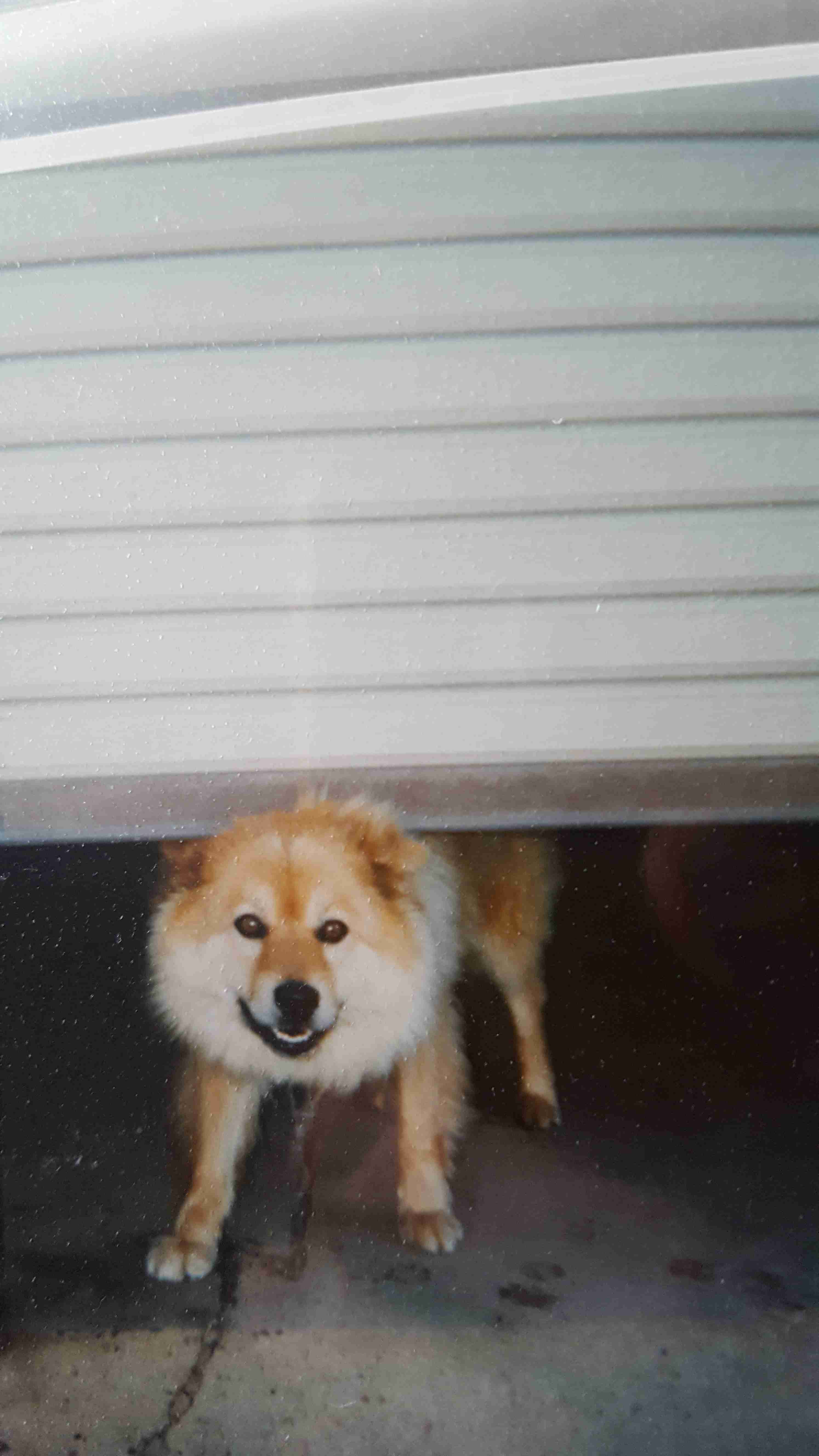 【元の犬種を知らない】雑種飼ってる人〜!【犬】