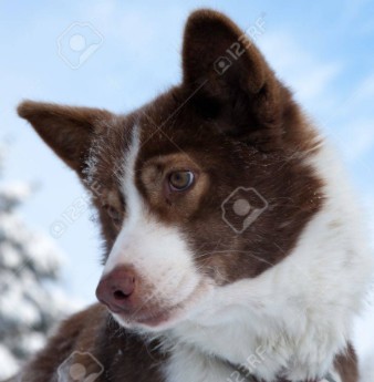 【元の犬種を知らない】雑種飼ってる人〜!【犬】