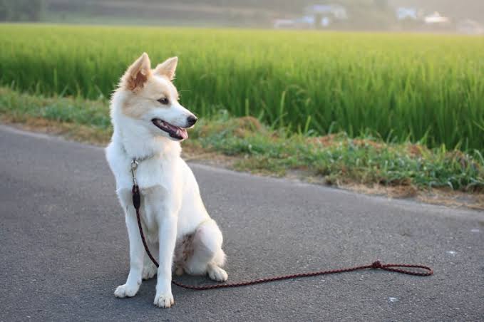 【元の犬種を知らない】雑種飼ってる人〜!【犬】