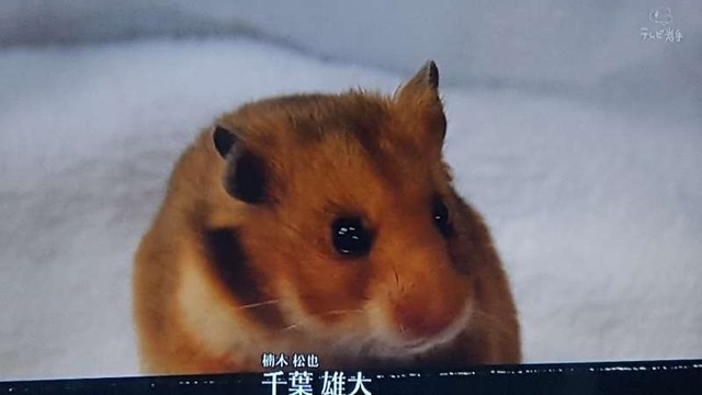 可愛い系イケメンが好きな人
