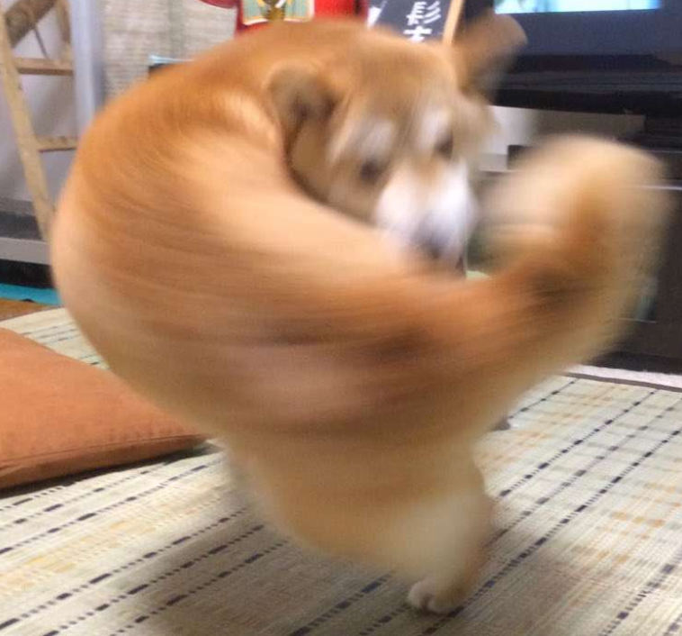 本日の終わりに柴犬を愛でるトピ
