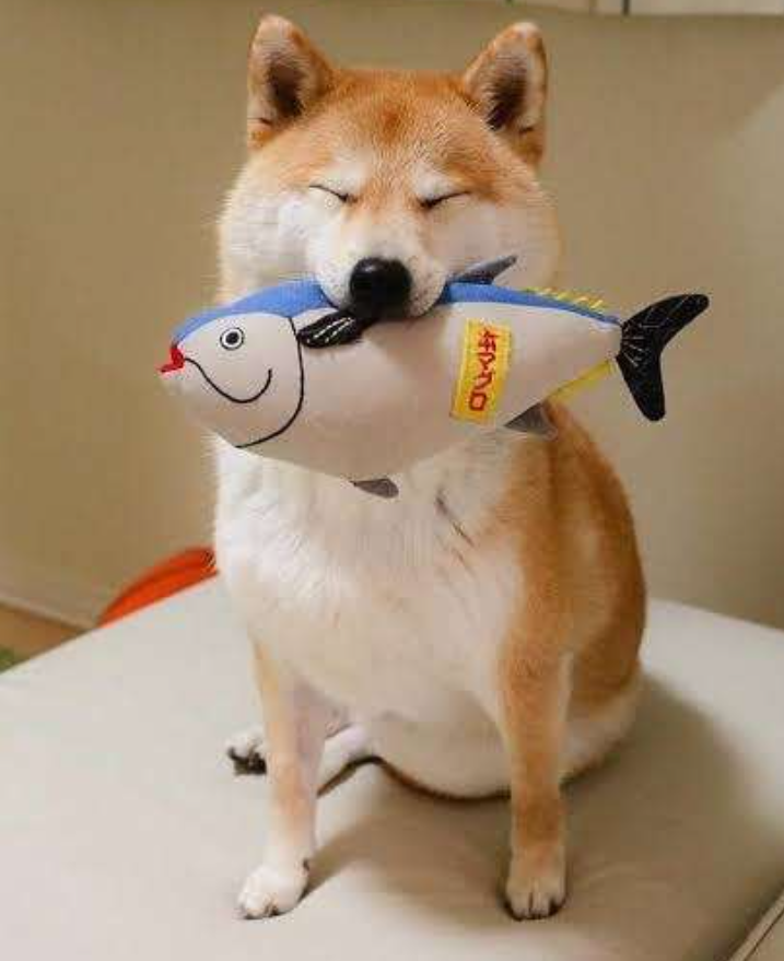 本日の終わりに柴犬を愛でるトピ