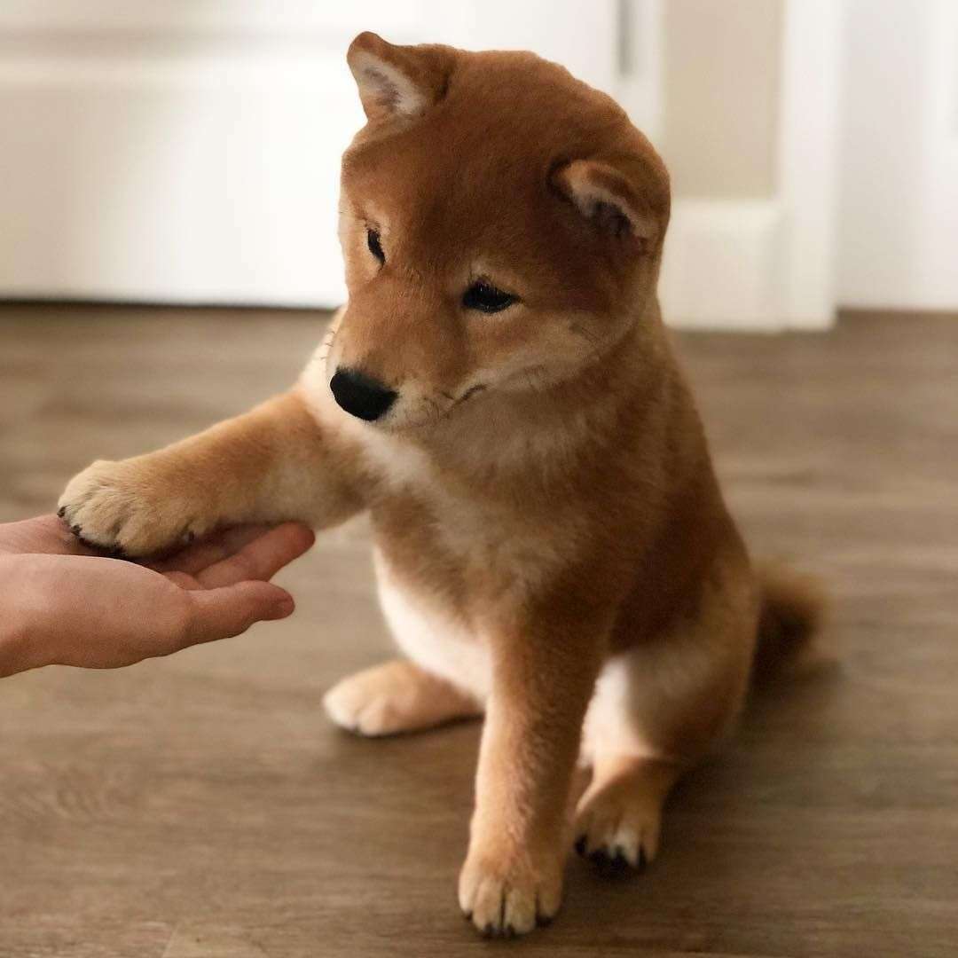 本日の終わりに柴犬を愛でるトピ