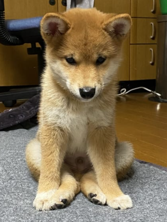 本日の終わりに柴犬を愛でるトピ