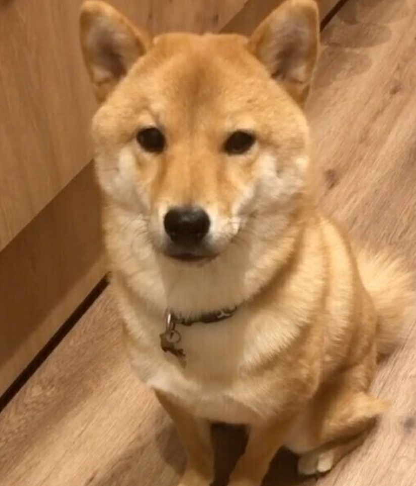 本日の終わりに柴犬を愛でるトピ