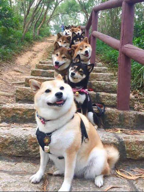 本日の終わりに柴犬を愛でるトピ