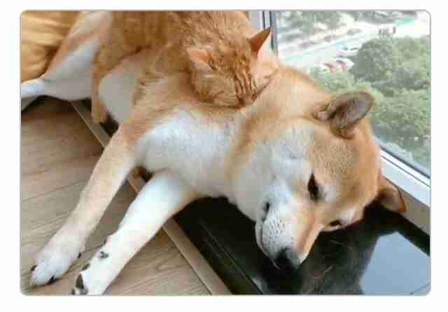 本日の終わりに柴犬を愛でるトピ