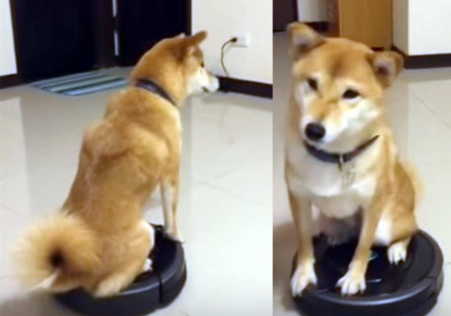 本日の終わりに柴犬を愛でるトピ