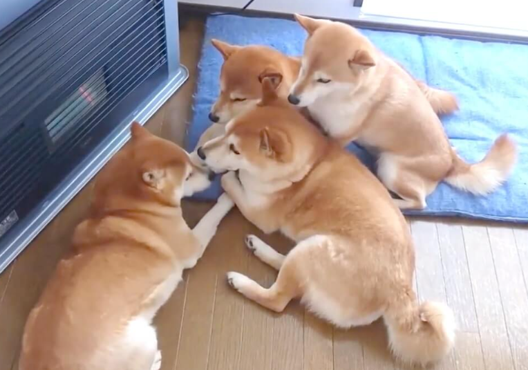 本日の終わりに柴犬を愛でるトピ