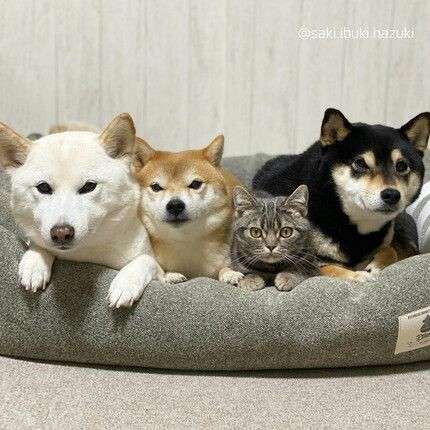 本日の終わりに柴犬を愛でるトピ