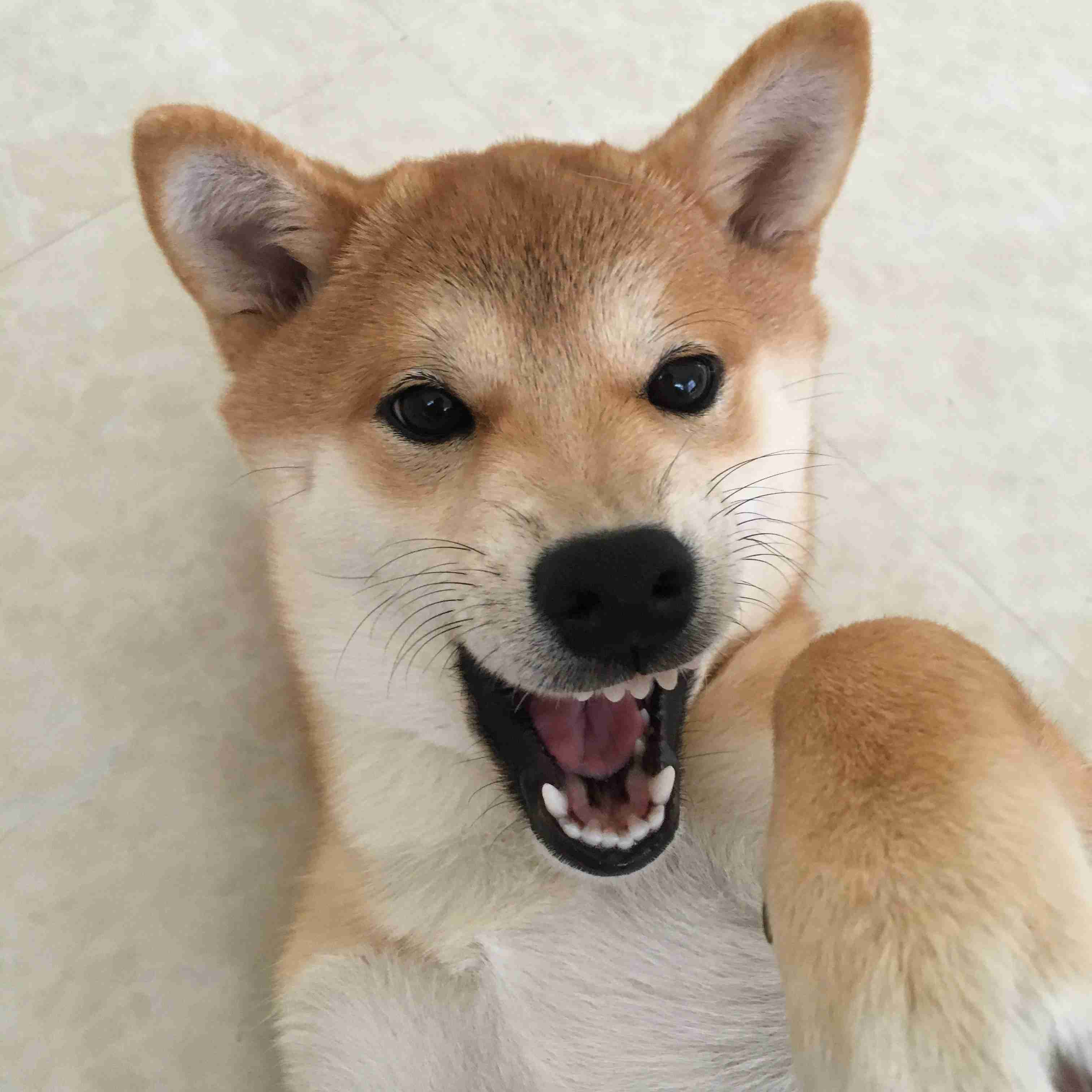 本日の終わりに柴犬を愛でるトピ