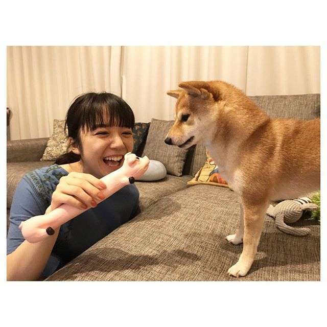 本日の終わりに柴犬を愛でるトピ