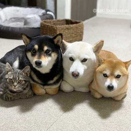 本日の終わりに柴犬を愛でるトピ