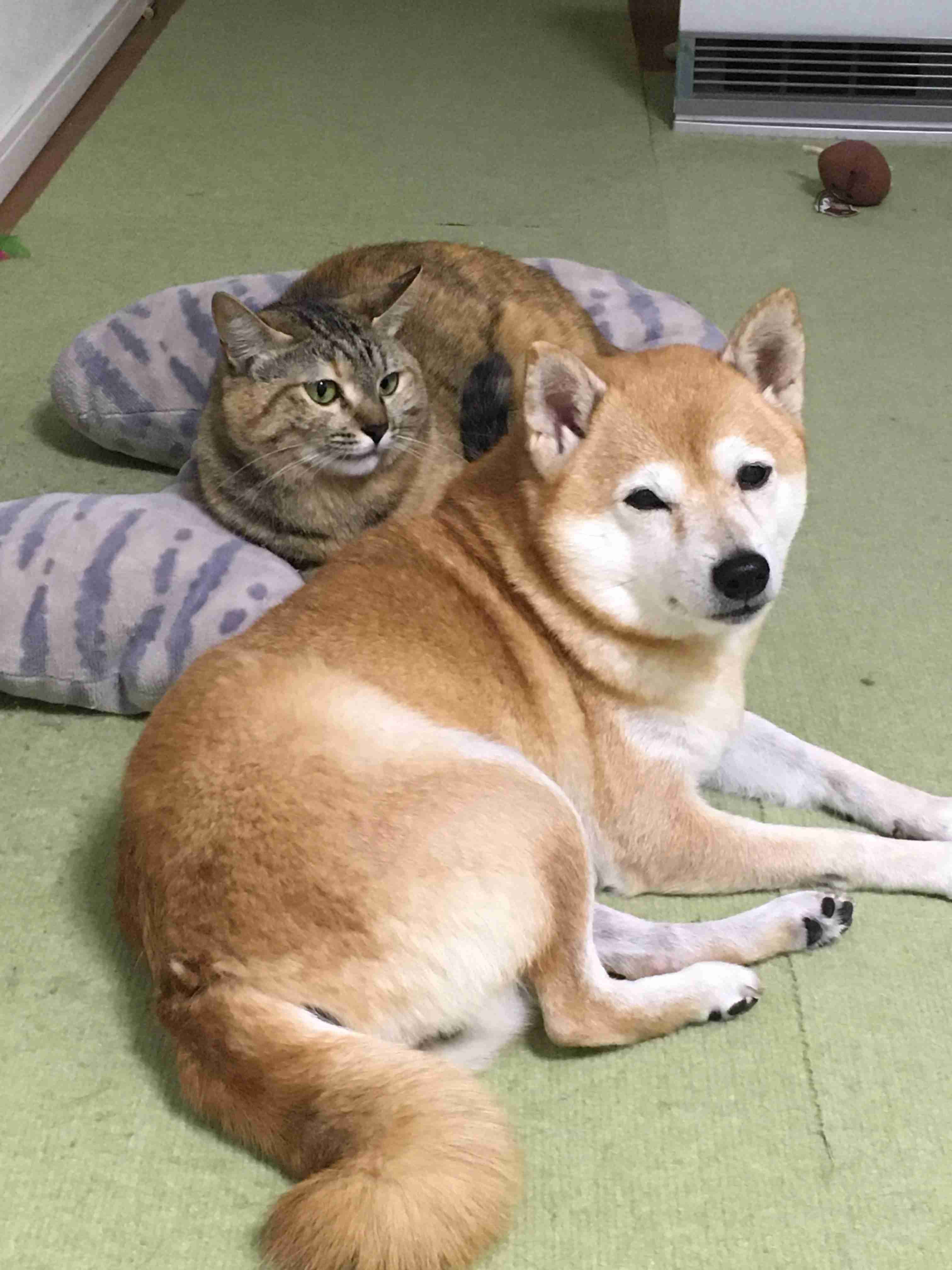本日の終わりに柴犬を愛でるトピ
