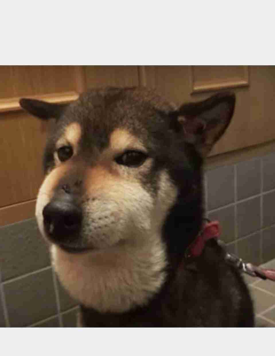 本日の終わりに柴犬を愛でるトピ