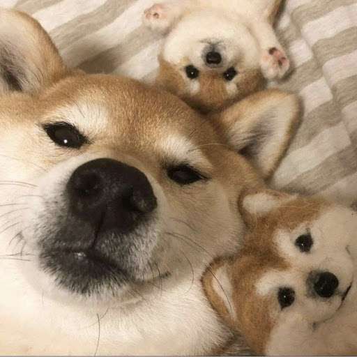 本日の終わりに柴犬を愛でるトピ