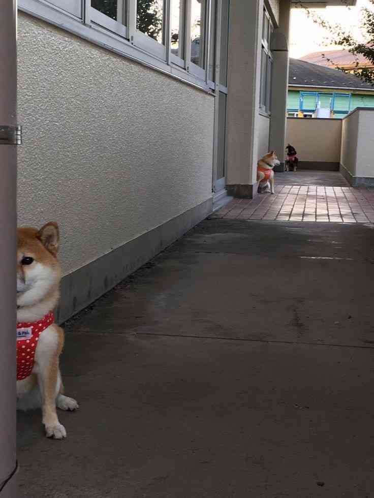 本日の終わりに柴犬を愛でるトピ