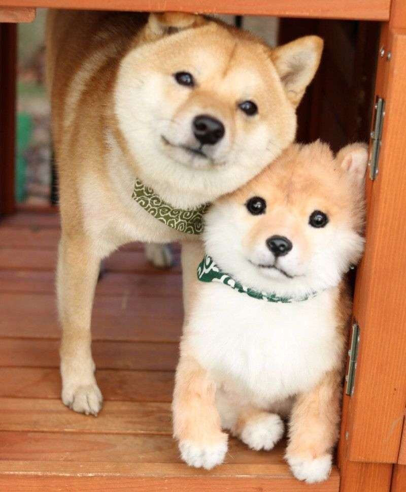 本日の終わりに柴犬を愛でるトピ