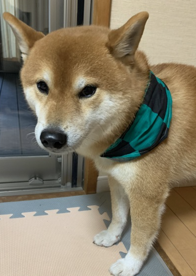 本日の終わりに柴犬を愛でるトピ