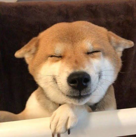 本日の終わりに柴犬を愛でるトピ