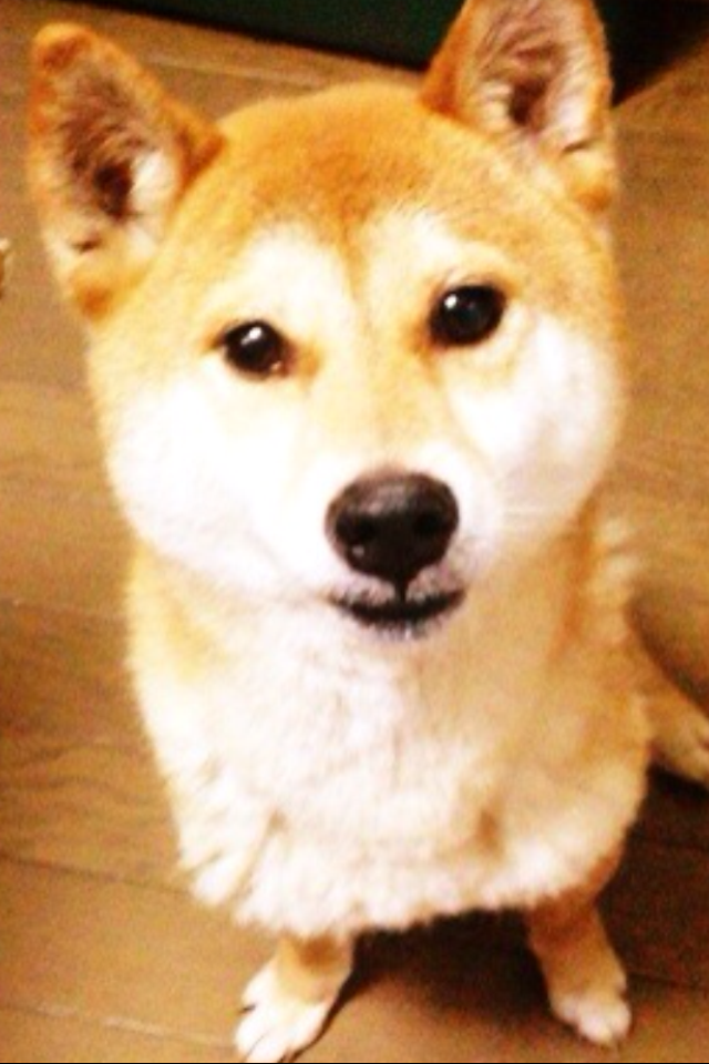 本日の終わりに柴犬を愛でるトピ