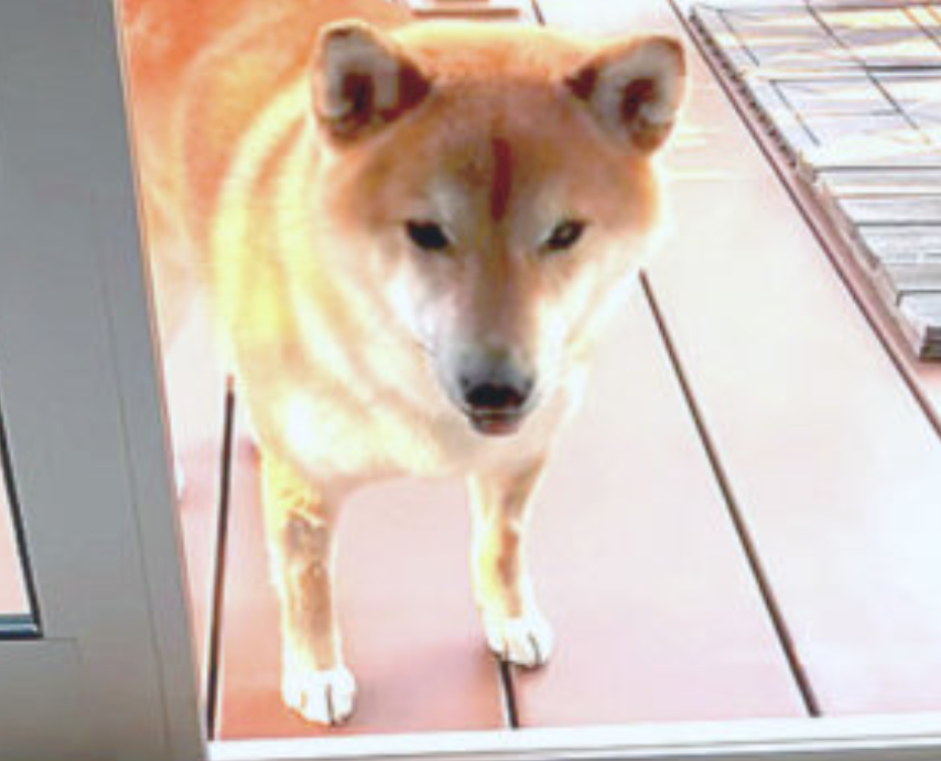 本日の終わりに柴犬を愛でるトピ