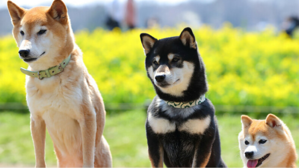 本日の終わりに柴犬を愛でるトピ