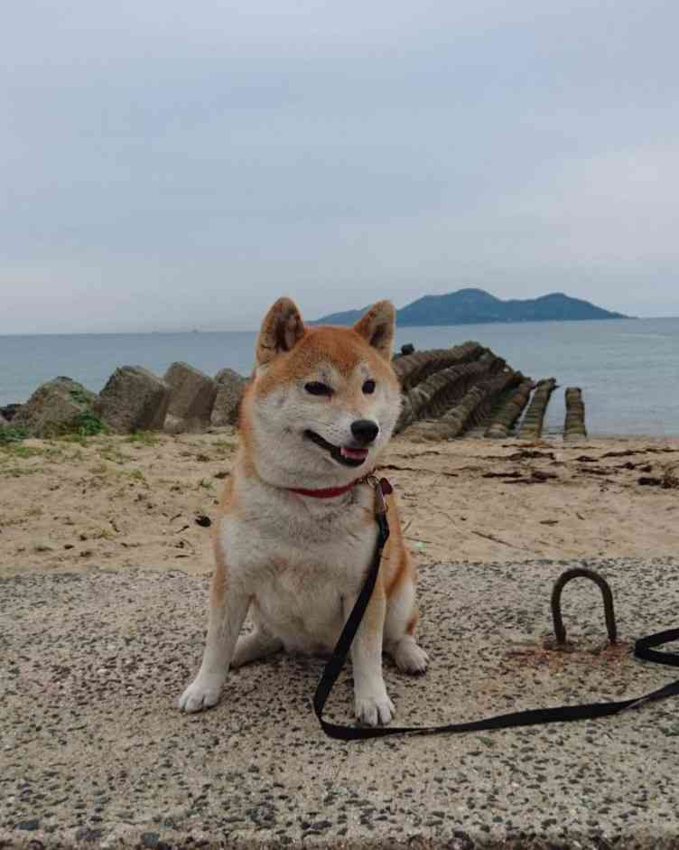 本日の終わりに柴犬を愛でるトピ