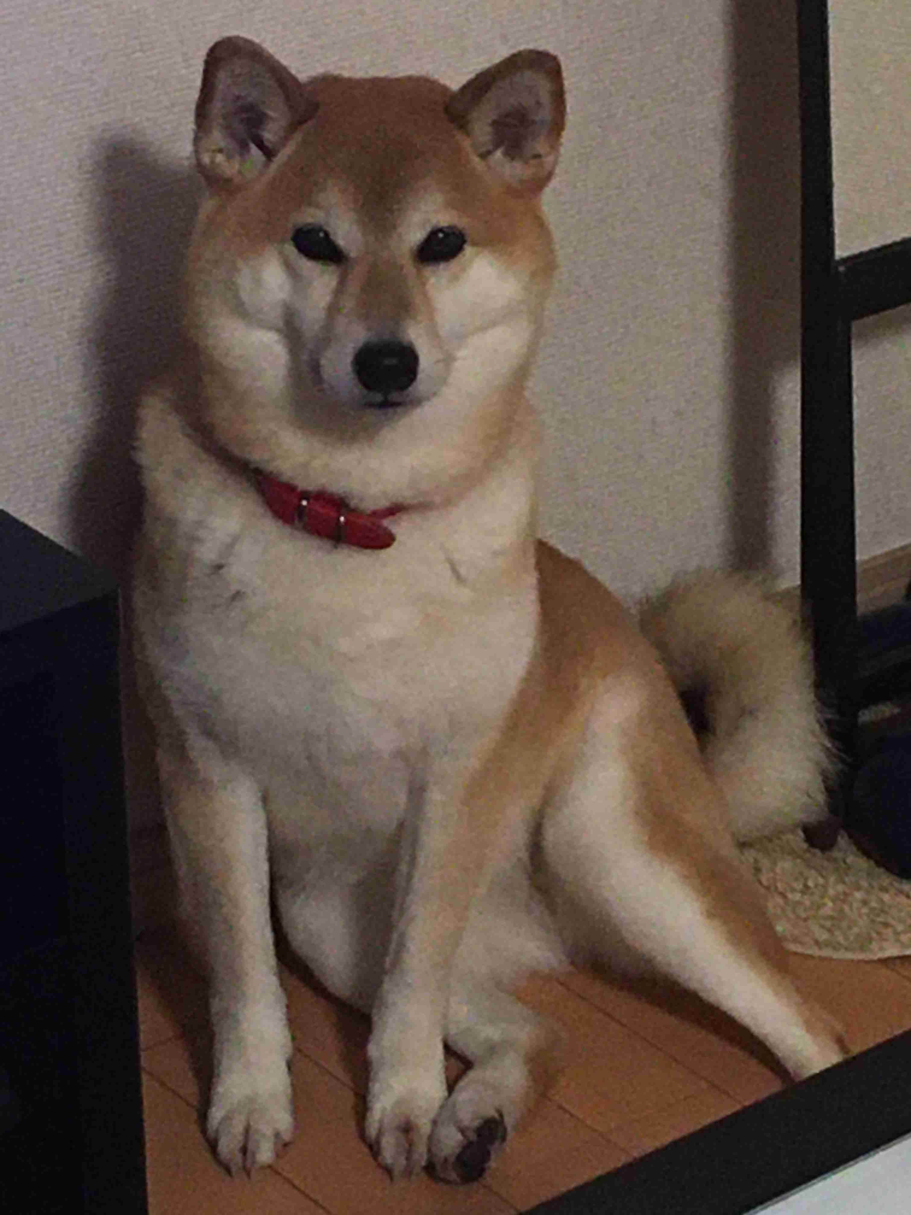 本日の終わりに柴犬を愛でるトピ