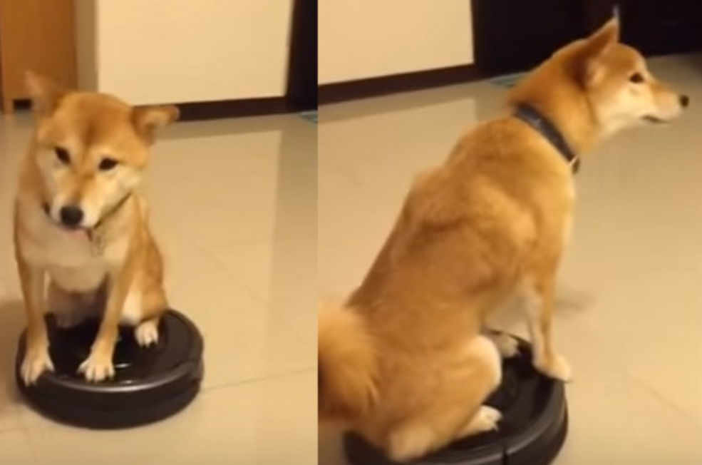 本日の終わりに柴犬を愛でるトピ