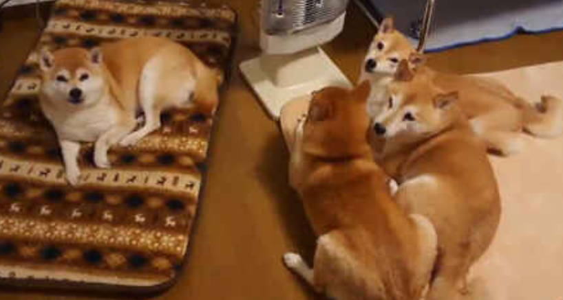 本日の終わりに柴犬を愛でるトピ