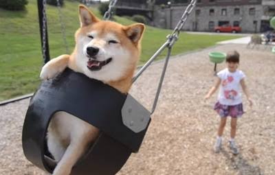 本日の終わりに柴犬を愛でるトピ
