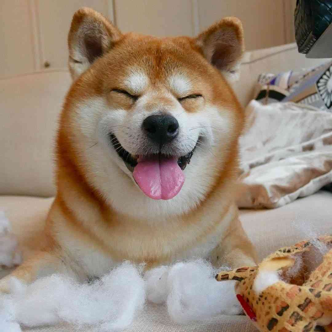 本日の終わりに柴犬を愛でるトピ