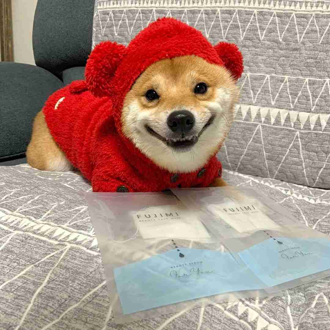 本日の終わりに柴犬を愛でるトピ