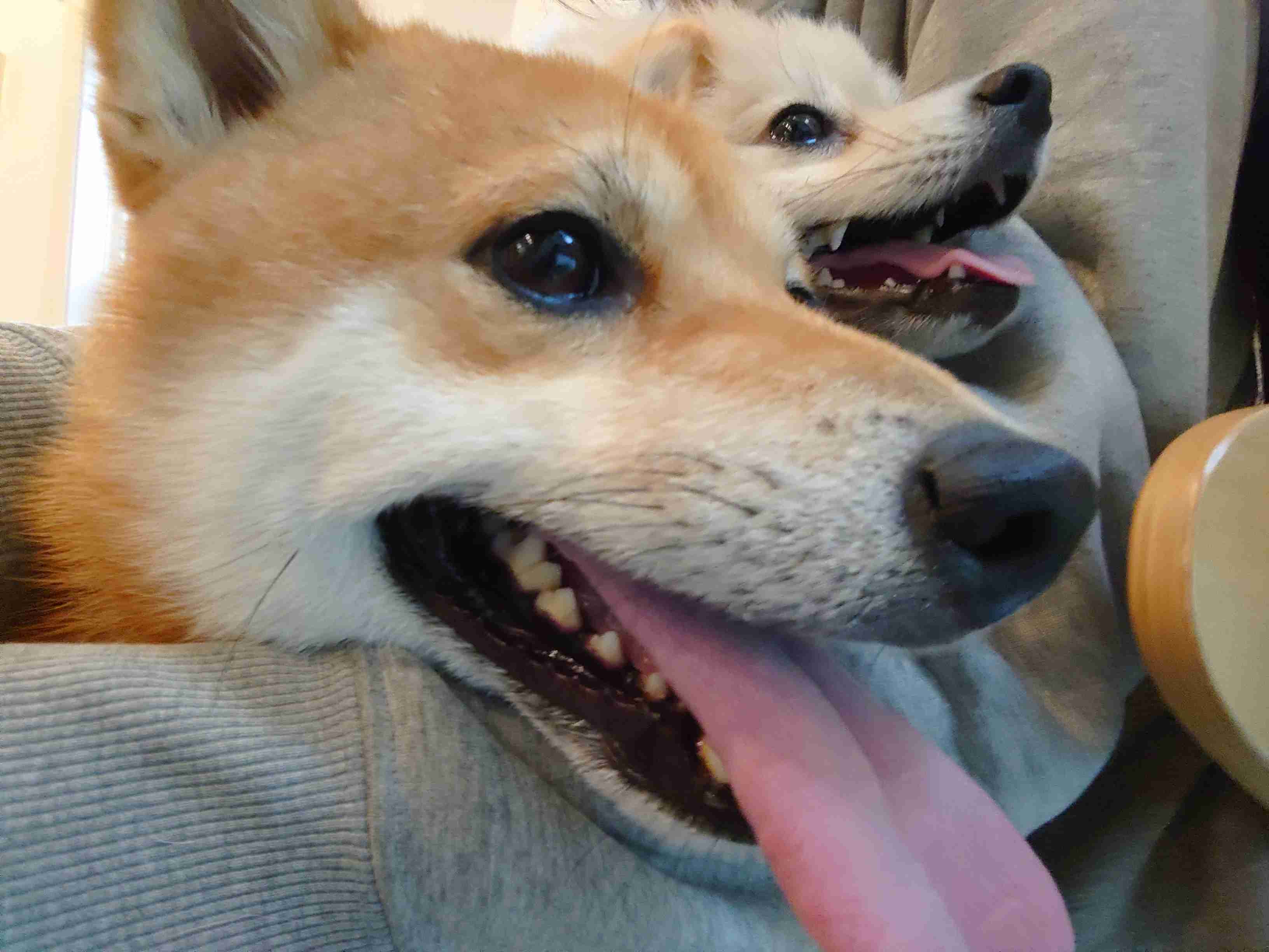 本日の終わりに柴犬を愛でるトピ