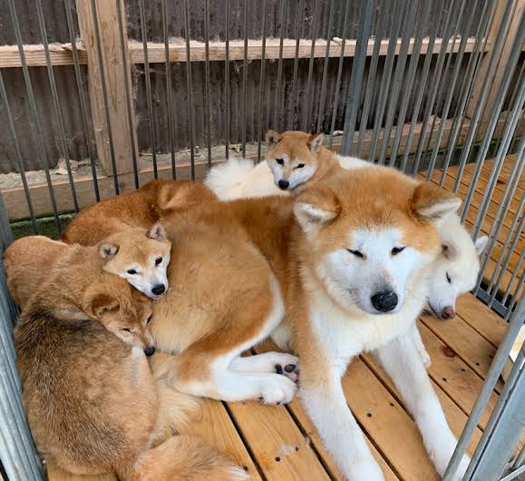 本日の終わりに柴犬を愛でるトピ